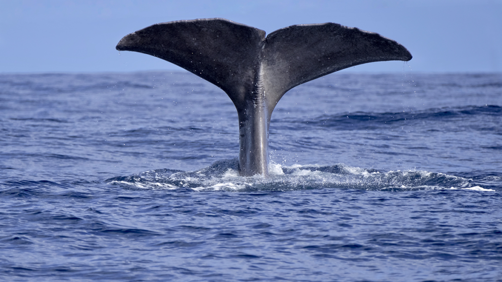 Autonomous drones will be used to identify sperm whales and when they resurface