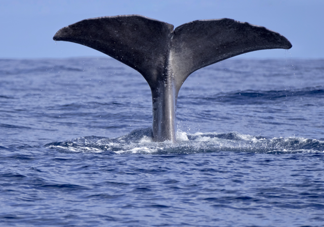 Autonomous drones will be used to identify sperm whales and when they resurface