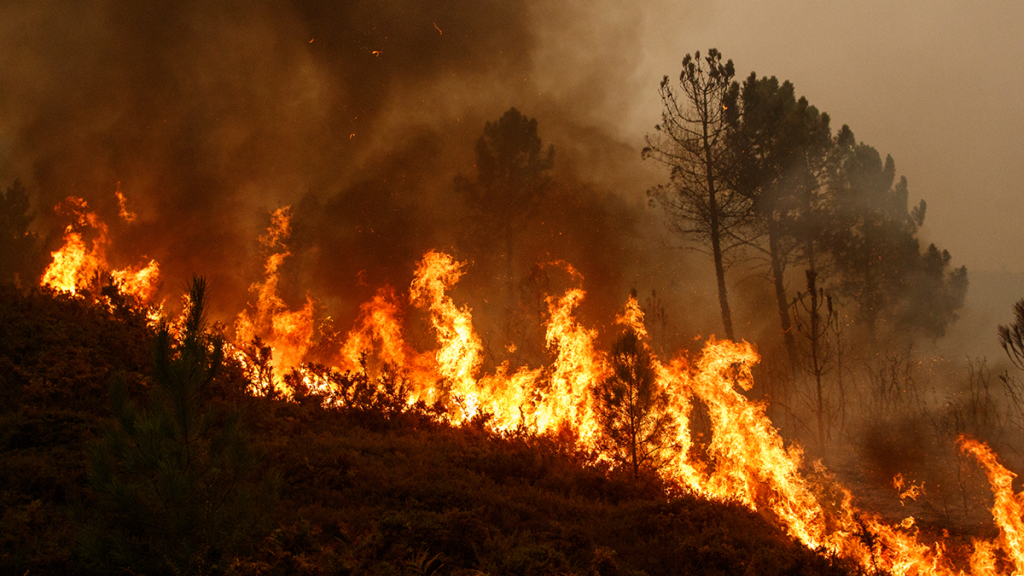 Carsten Brinkschulte from Dryad Networks discusses their solutions for wildfire detection
