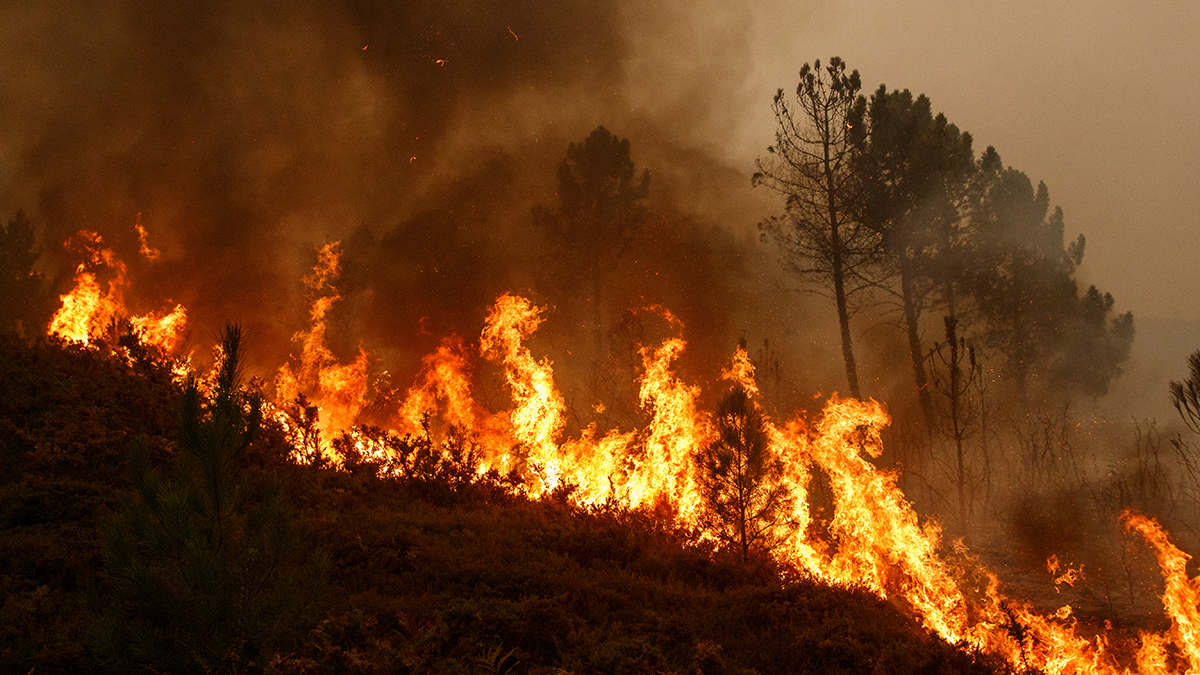 Carsten Brinkschulte from Dryad Networks discusses their solutions for wildfire detection