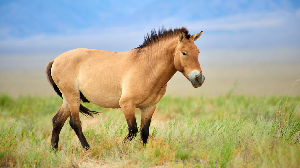 Globalstar reseller Spotter observed sales of its horse tracking collars more than double