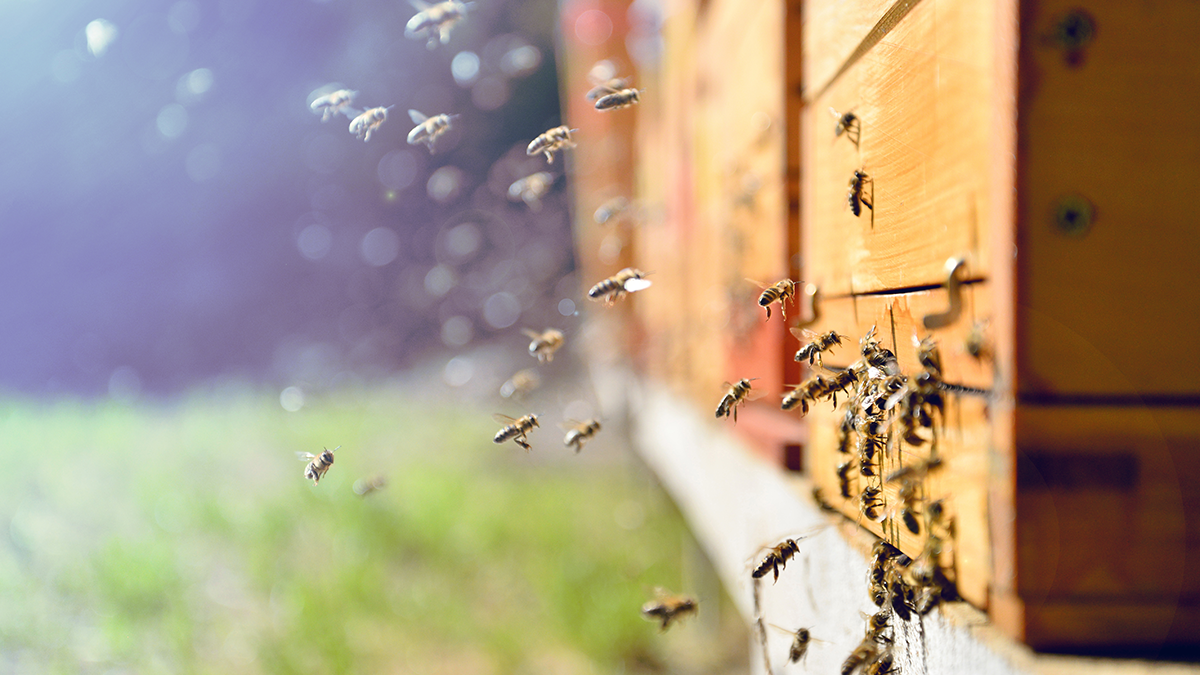 BeeHero announced the launch of 'The Global Million Hives Network', a science-driven initiative of its kind dedicated to addressing bee population declines