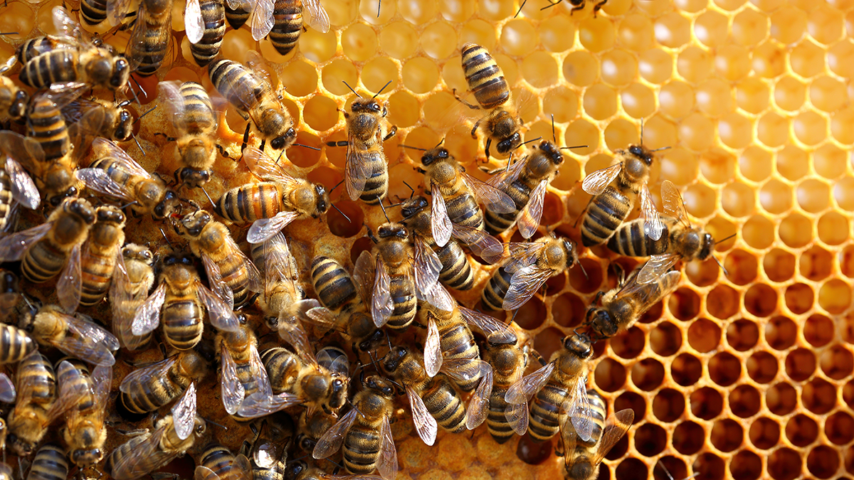 Quectel Wireless Solutions is proud to announce its support for Apiary Solutions, a provider of the iAPIS operations management platform