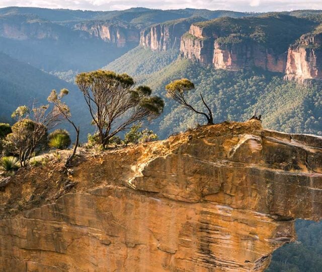 A satellite-connected sensor network will be deployed across Australia’s Greater Blue Mountains to monitor forest health and climate stress.